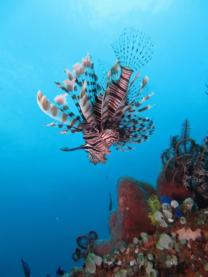 Jukung Dive Resort Bali Amed 외부 사진
