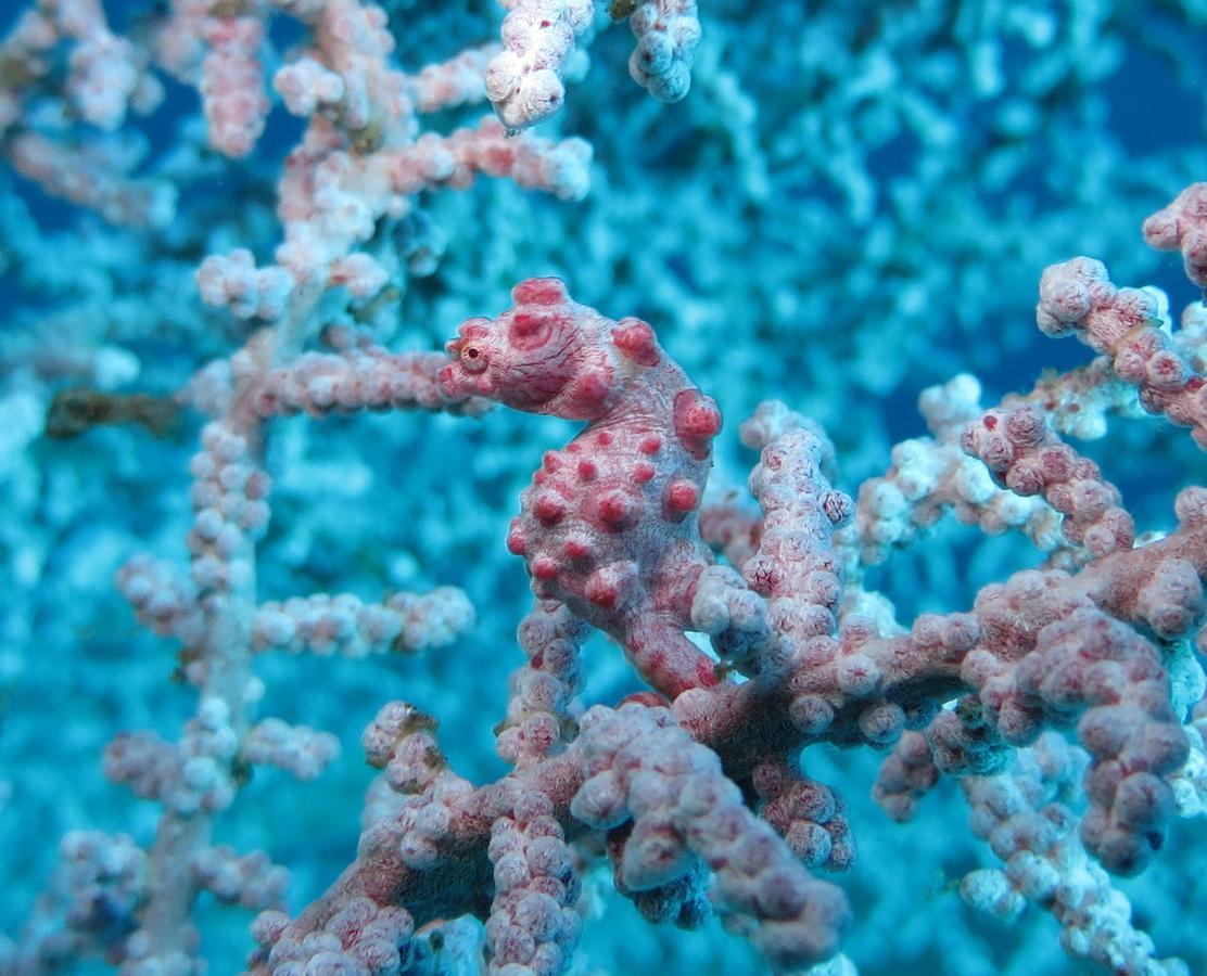 Jukung Dive Resort Bali Amed 외부 사진