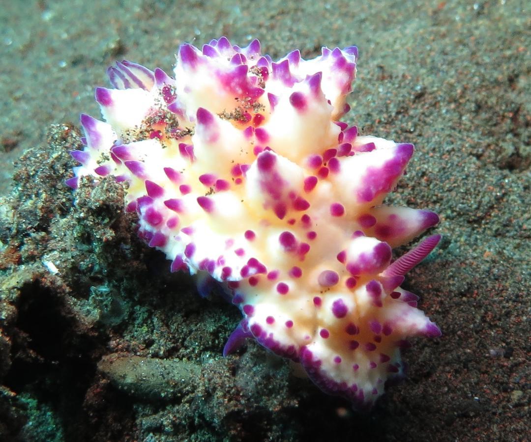 Jukung Dive Resort Bali Amed 외부 사진