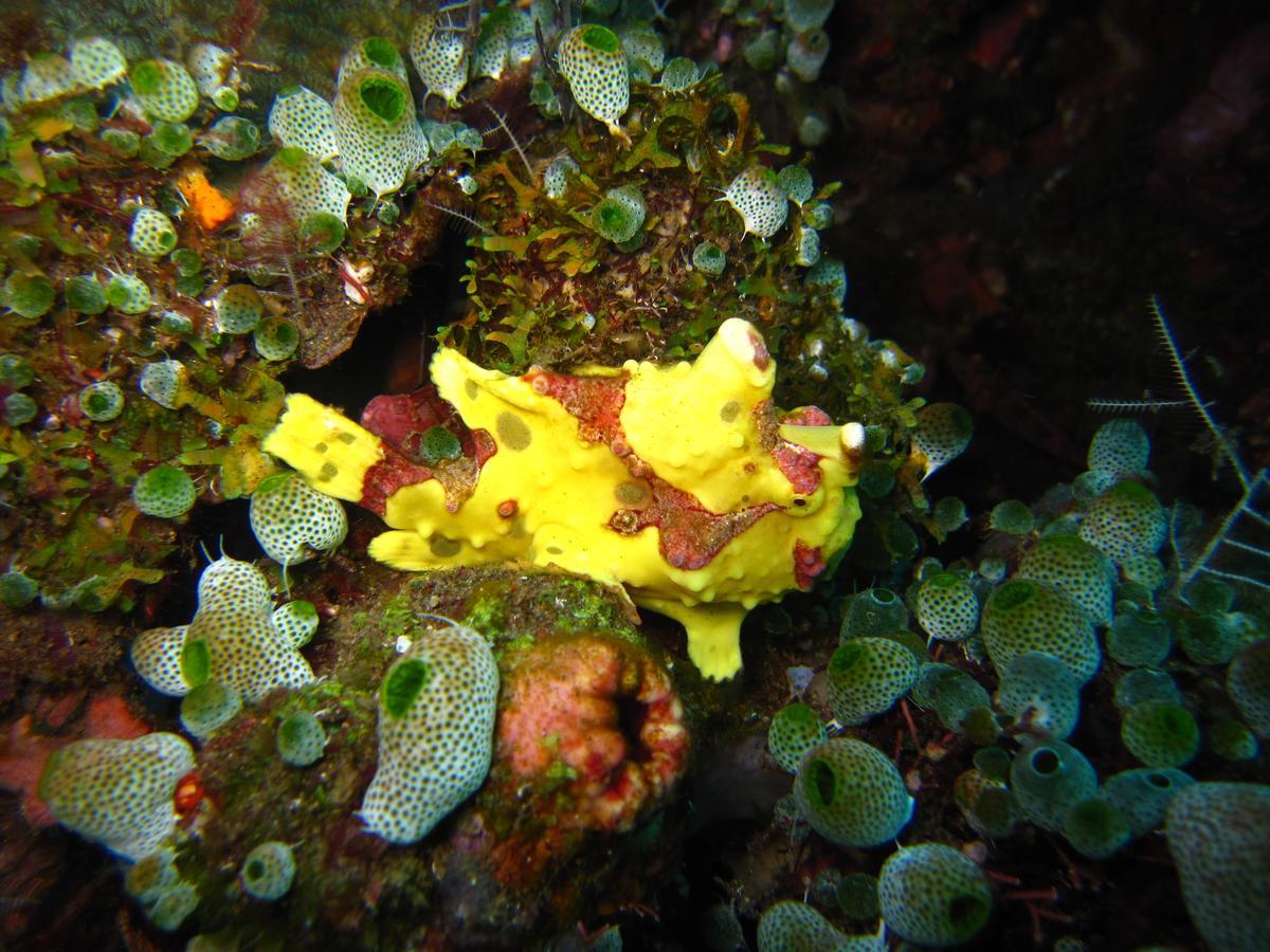 Jukung Dive Resort Bali Amed 외부 사진