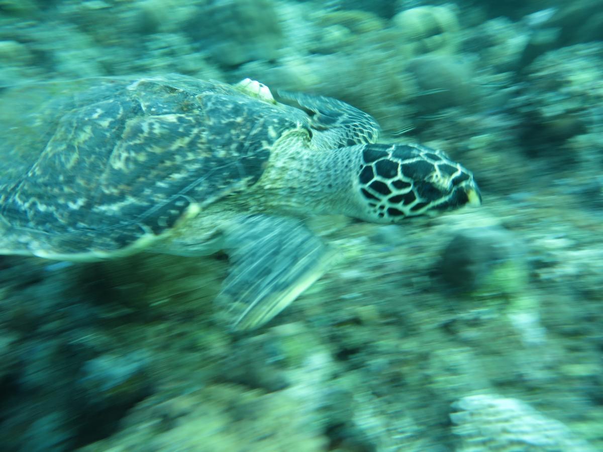 Jukung Dive Resort Bali Amed 외부 사진
