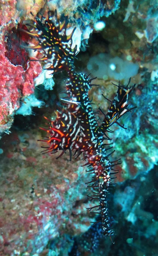 Jukung Dive Resort Bali Amed 외부 사진